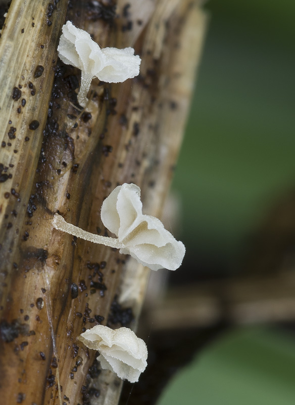 Resinomycena saccharifera